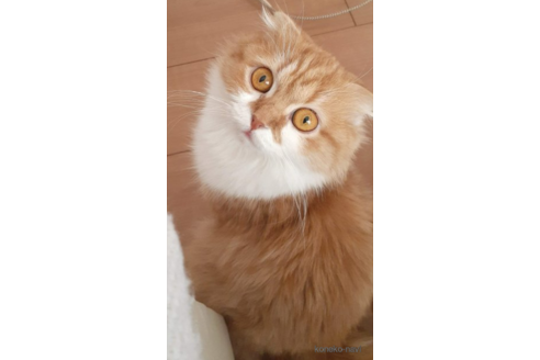 販売中のスコティッシュフォールドの親猫